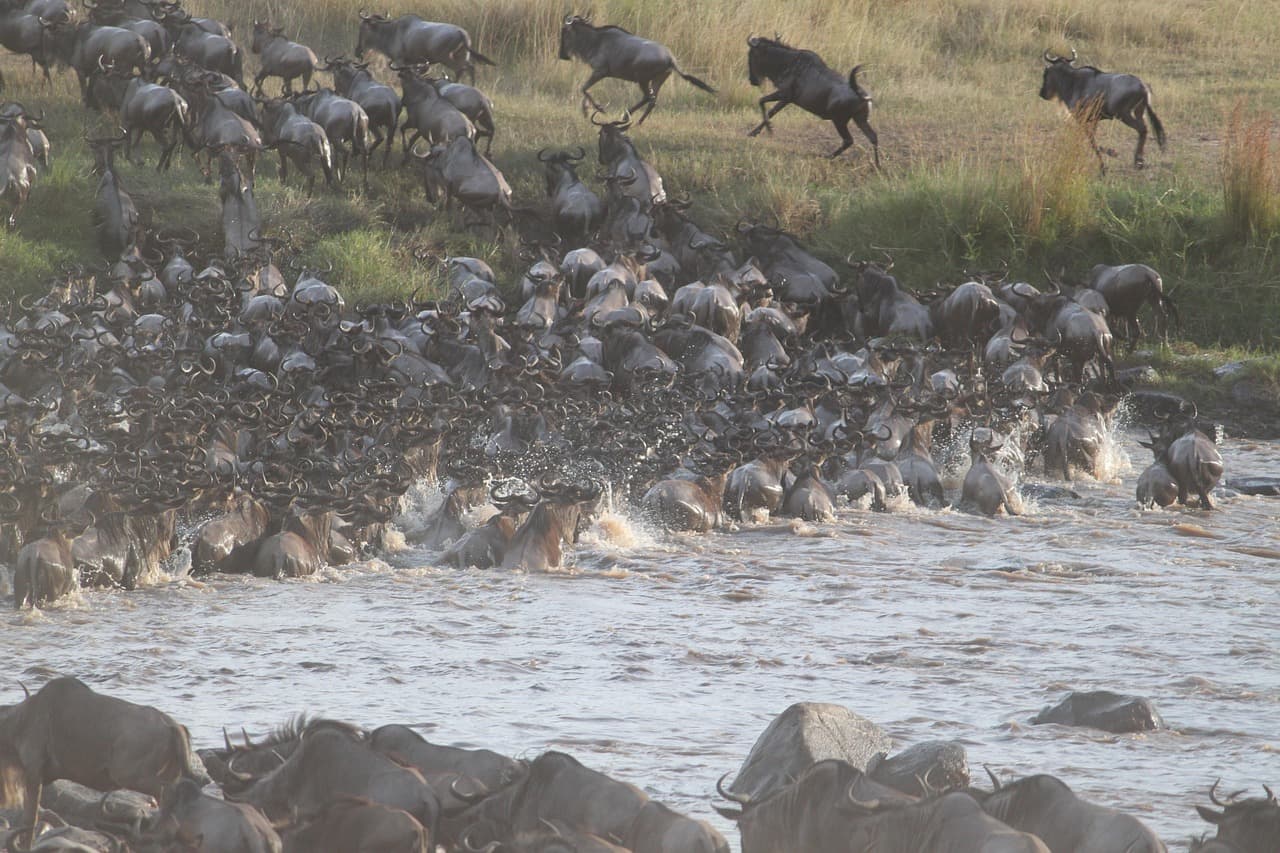 Great Migration 2025: Latest Updates from the Masai Mara National Reserve