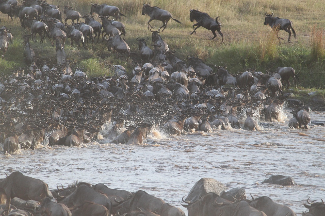 Great Migration 2025: Latest Updates from the Masai Mara National Reserve
