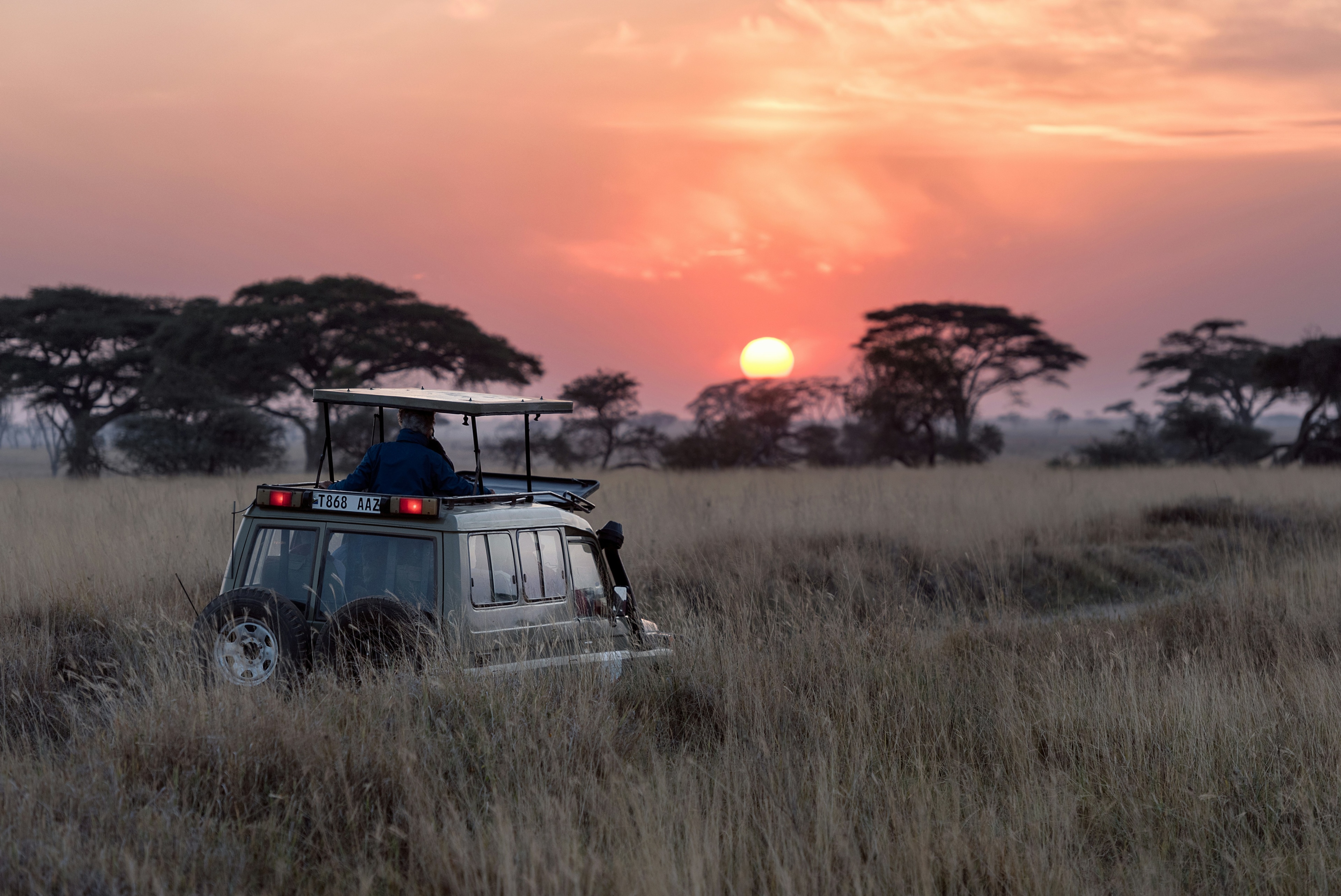 Capturing the Perfect Safari Shot: Golden Hour Photography